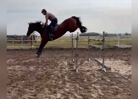 Warmblood polaco, Yegua, 11 años, 165 cm, Castaño