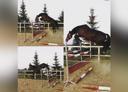 Warmblood polaco, Yegua, 11 años, 168 cm, Castaño oscuro