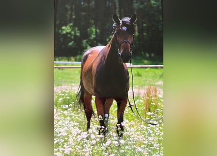 Warmblood polaco, Yegua, 12 años, 165 cm, Castaño