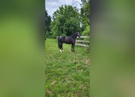 Warmblood polaco, Yegua, 2 años, 165 cm, Negro