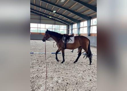 Warmblood polaco, Yegua, 3 años, 165 cm, Castaño