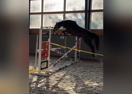 Warmblood polaco, Yegua, 3 años, 165 cm, Castaño oscuro