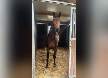 Warmblood polaco, Yegua, 3 años, 167 cm, Castaño oscuro