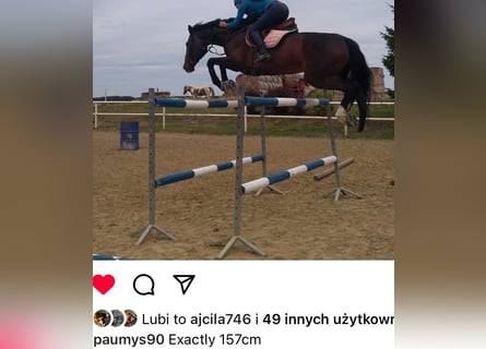 Warmblood polaco, Yegua, 3 años, 167 cm, Castaño oscuro