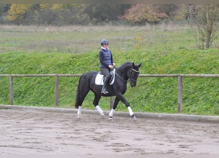 Warmblood polaco, Yegua, 4 años, 156 cm, Negro