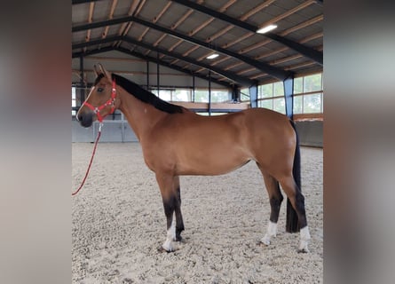 Warmblood polaco, Yegua, 4 años, 165 cm, Castaño