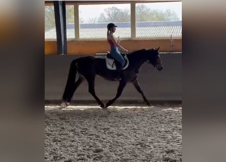 Warmblood polaco, Yegua, 4 años, 166 cm, Castaño
