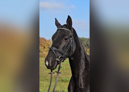 Warmblood polaco, Yegua, 5 años, 166 cm, Negro