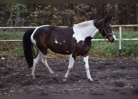 Warmblood polaco, Yegua, 5 años, 167 cm, Pío