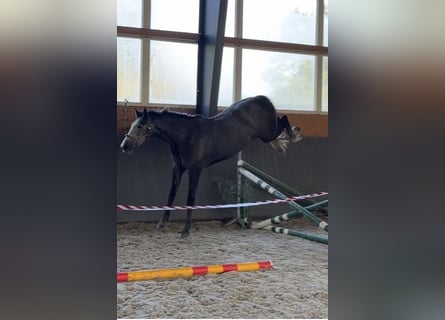 Warmblood polaco, Yegua, 5 años, 168 cm, Tordo