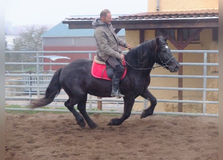 Warmblood polaco Mestizo, Yegua, 6 años, 153 cm, Negro