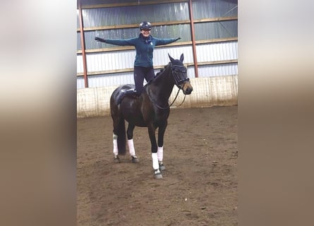 Warmblood polaco, Yegua, 6 años, 160 cm, Castaño oscuro