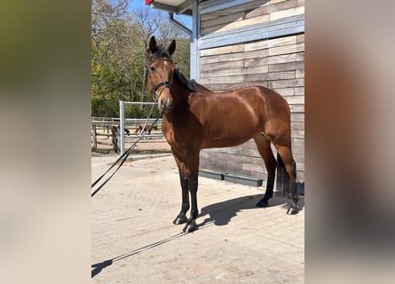 Warmblood sueco Mestizo, Caballo castrado, 10 años, 163 cm, Castaño claro