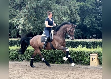 Warmblood sueco, Caballo castrado, 11 años, 173 cm, Castaño