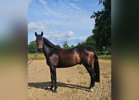 Warmblood sueco Mestizo, Caballo castrado, 12 años, 165 cm, Castaño oscuro