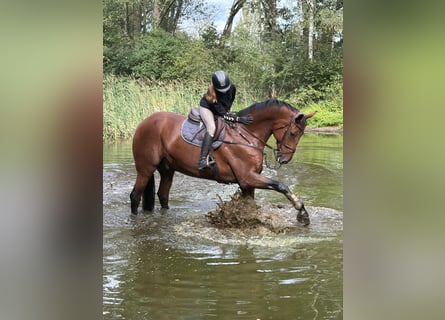 Warmblood sueco, Caballo castrado, 15 años, 173 cm, Castaño
