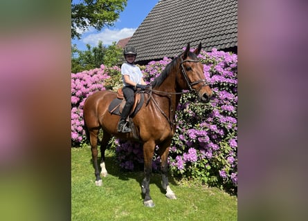 Warmblood sueco, Caballo castrado, 15 años, 173 cm, Castaño