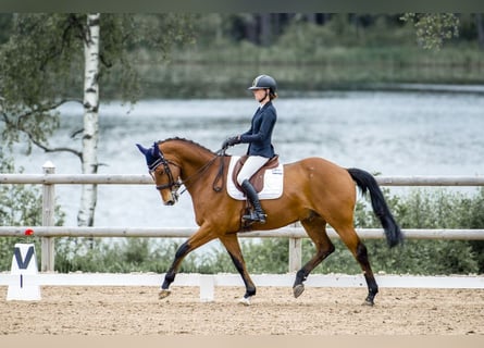 Warmblood sueco, Caballo castrado, 16 años, 170 cm, Castaño