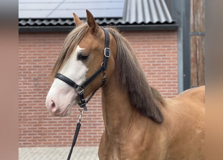 Warmblood sueco, Caballo castrado, 3 años, 155 cm, Alazán-tostado