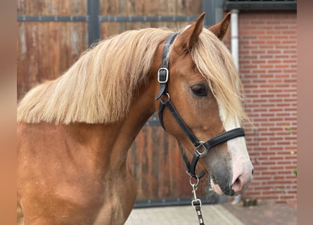 Warmblood sueco, Caballo castrado, 3 años, 160 cm, Alazán