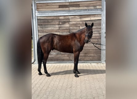 Warmblood sueco Mestizo, Caballo castrado, 5 años, 160 cm, Castaño oscuro
