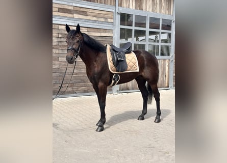 Warmblood sueco Mestizo, Caballo castrado, 5 años, 160 cm, Castaño oscuro