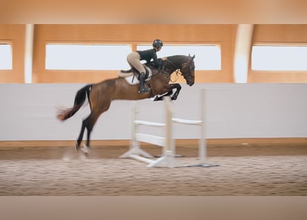 Warmblood sueco, Caballo castrado, 6 años, 173 cm, Castaño rojizo