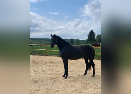 Warmblood sueco, Caballo castrado, 7 años, 162 cm, Negro