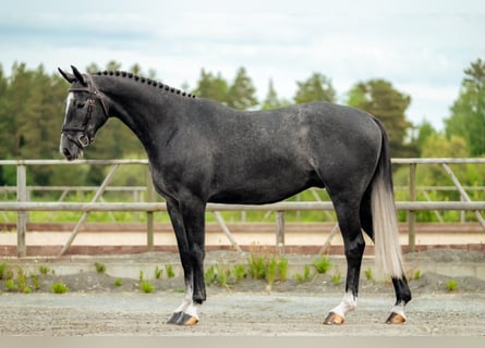 Warmblood sueco, Caballo castrado, 7 años, 163 cm, Tordo