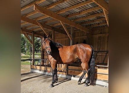 Warmblood sueco Mestizo, Caballo castrado, 8 años, 165 cm