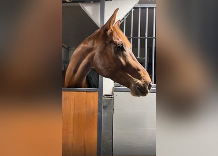 Warmblood sueco, Caballo castrado, 8 años, 168 cm, Red Dun/Cervuno