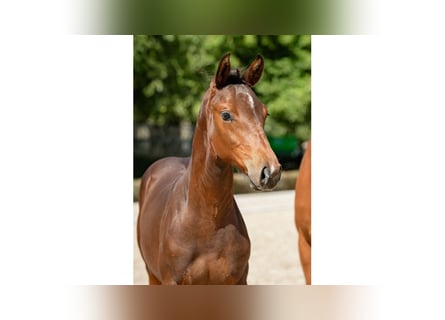 Warmblood sueco, Semental, 1 año, Castaño