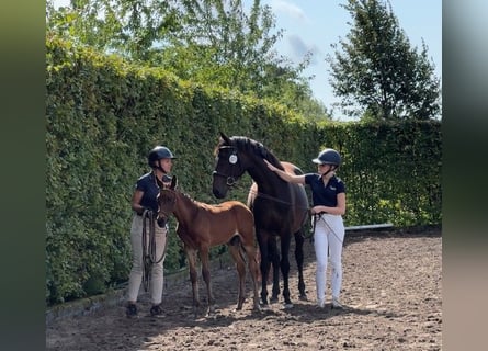 Warmblood sueco, Semental, Potro (06/2024), 167 cm, Castaño oscuro