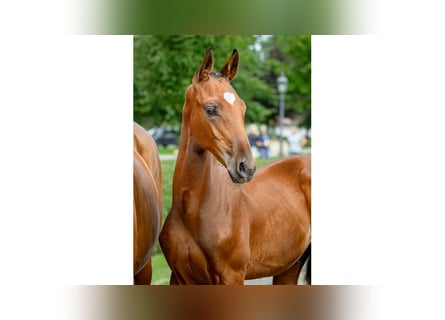 Warmblood sueco, Semental, Potro (04/2025), Castaño