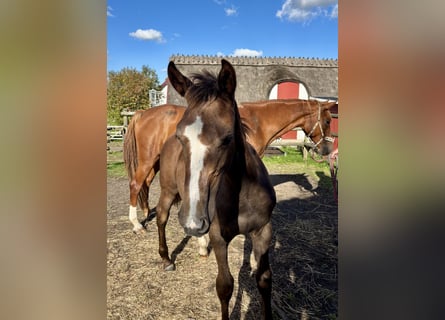 Warmblood sueco, Yegua, 1 año, 168 cm, Tordo