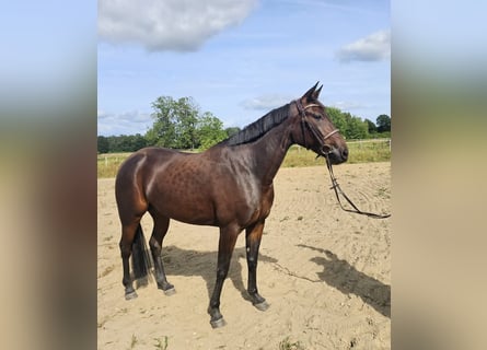 Warmblood sueco Mestizo, Yegua, 5 años, 157 cm, Castaño oscuro