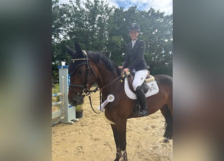 Warmblood sueco, Yegua, 5 años, 168 cm, Castaño oscuro