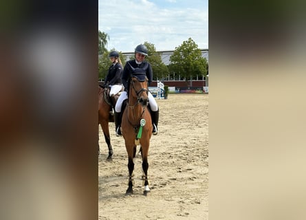 Warmblood sueco, Yegua, 8 años, 170 cm, Castaño