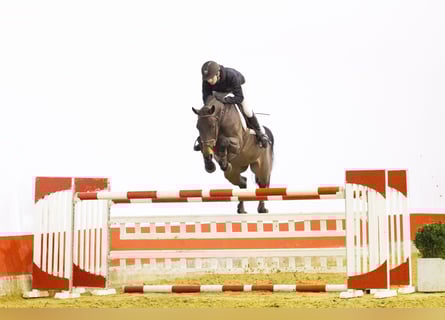 Warmblood sueco, Yegua, 9 años, 164 cm