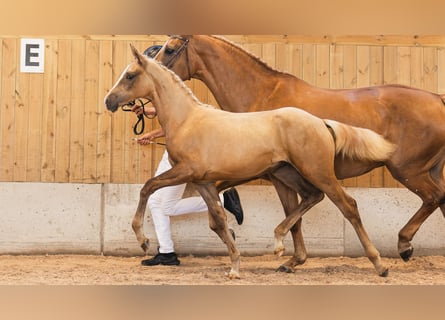 Warmblood sueco, Yegua, Potro (03/2026), Alazán
