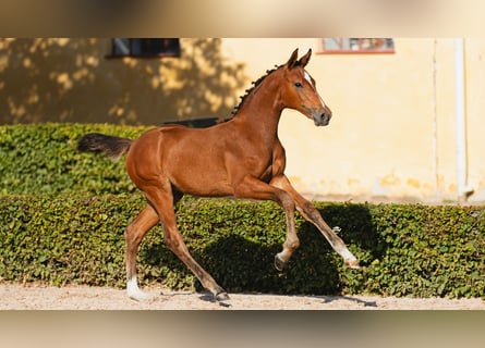 Warmblood sueco, Yegua, Potro (04/2026), Castaño
