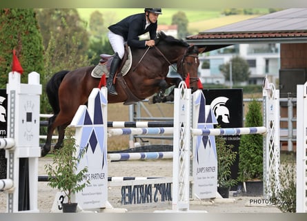Warmblood suizo, Caballo castrado, 10 años, 165 cm, Castaño
