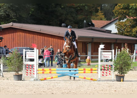 Warmblood suizo, Caballo castrado, 10 años, 177 cm, Castaño