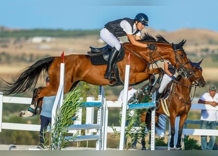 Warmblood suizo, Caballo castrado, 14 años, 170 cm, Castaño