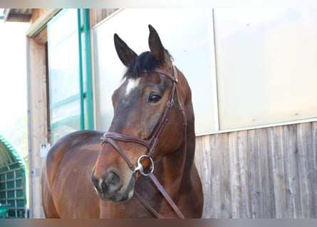 Warmblood suizo, Caballo castrado, 14 años, 184 cm, Castaño oscuro