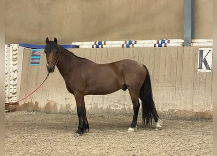 Warmblood suizo, Caballo castrado, 15 años, 141 cm, Castaño