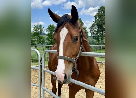 Warmblood suizo, Caballo castrado, 2 años, Castaño