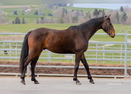 Warmblood suizo, Caballo castrado, 3 años, 160 cm, Castaño
