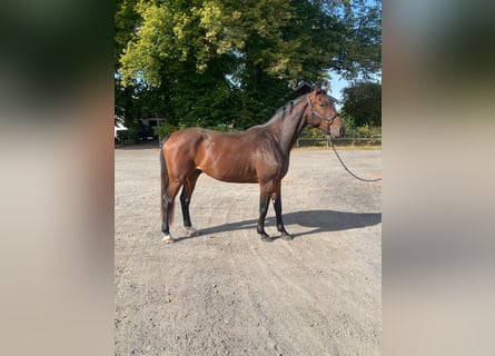 Warmblood suizo, Caballo castrado, 4 años, 169 cm, Castaño