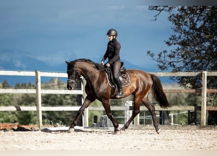 Warmblood suizo, Caballo castrado, 4 años, 169 cm, Castaño oscuro